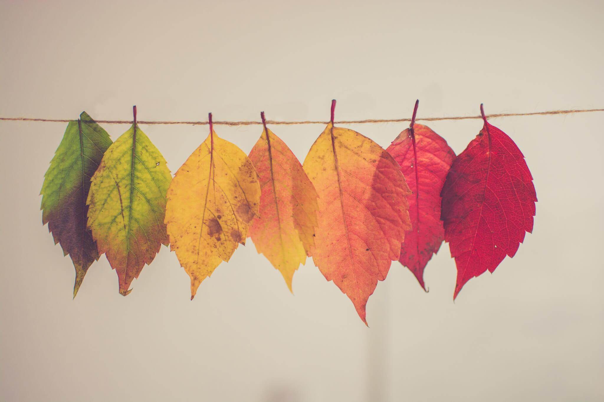 LEaF Translations