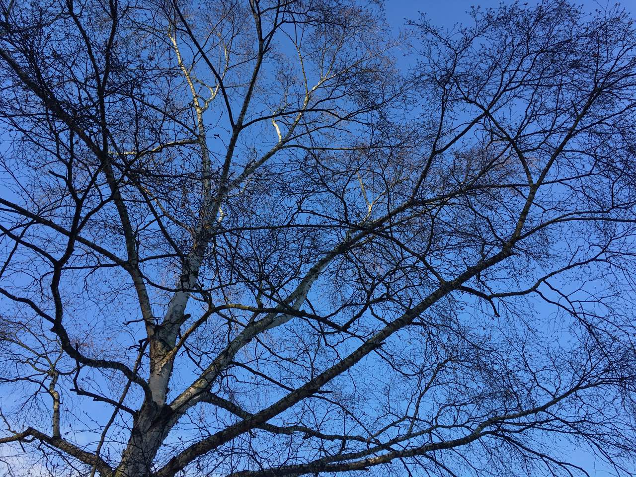 westbankparktree photo by LEaF Translations