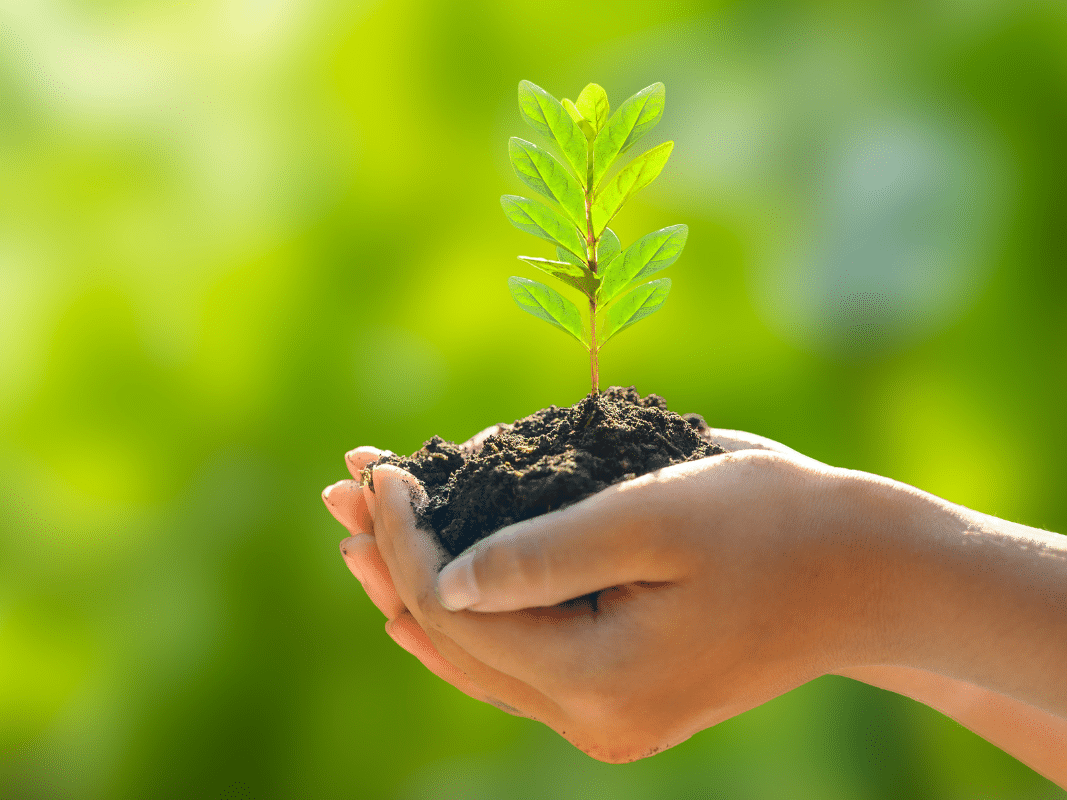 LEaF's sustainability audit